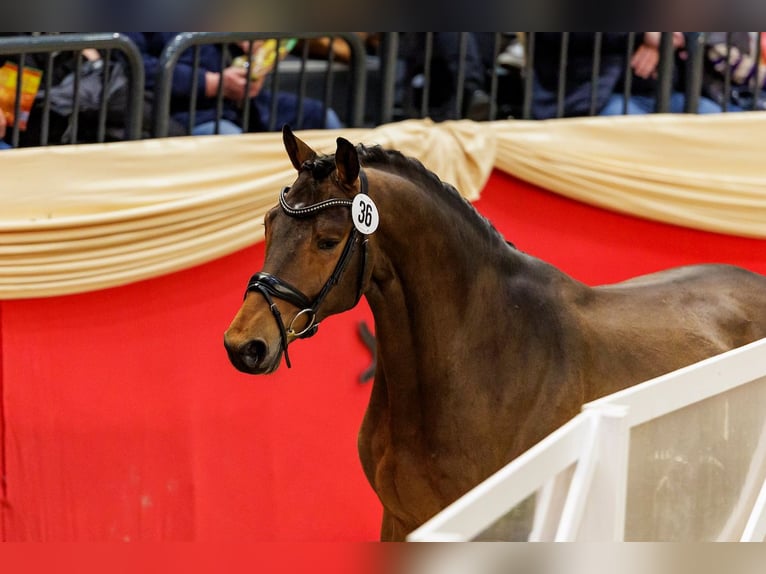 Trakehner Semental 2 años 165 cm Castaño in Ostenfeld