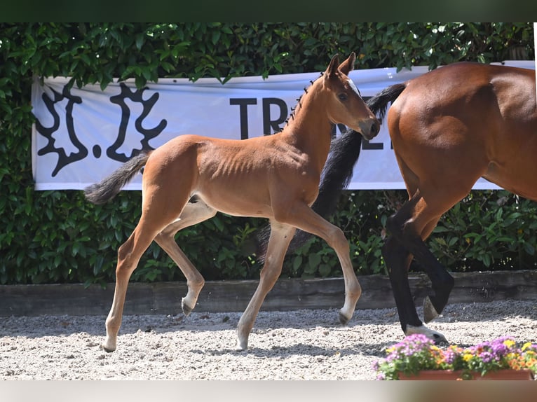 Trakehner Semental 2 años 168 cm Castaño claro in Petershagen