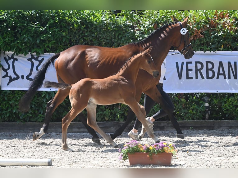 Trakehner Semental 2 años 168 cm Castaño claro in Petershagen