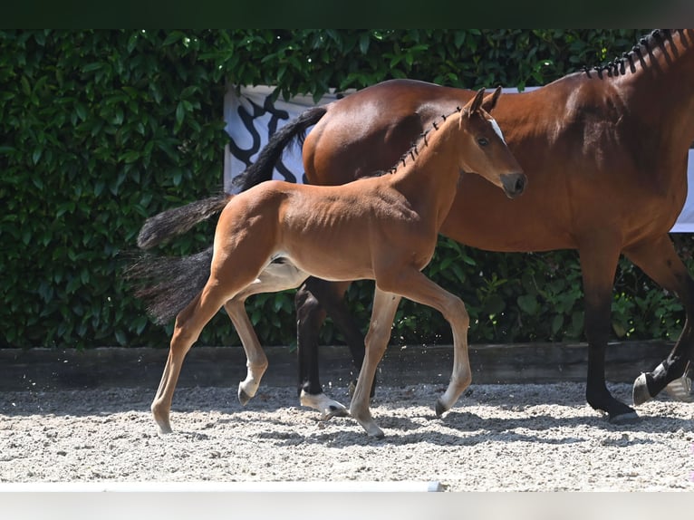 Trakehner Semental 2 años 168 cm Castaño claro in Petershagen