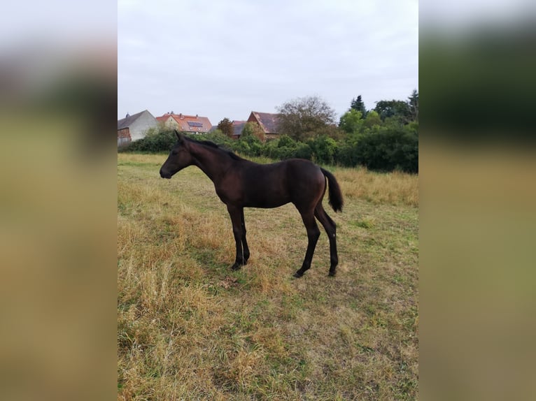 Trakehner Semental 2 años 169 cm Morcillo in Zerbst