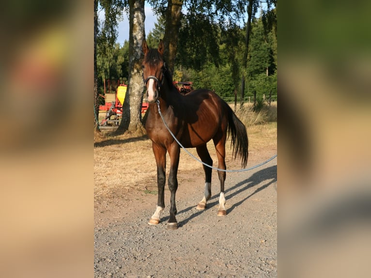 Trakehner Semental 2 años 170 cm Castaño in Mürlenbach