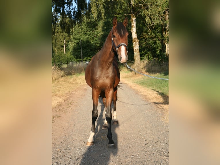 Trakehner Semental 2 años 170 cm Castaño in Mürlenbach