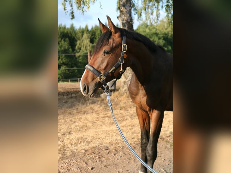 Trakehner Semental 2 años 170 cm Castaño in Mürlenbach