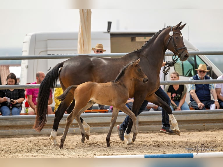 Trakehner Semental 2 años 170 cm Castaño in Mittenaar