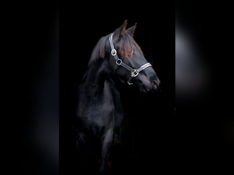 Trakehner Semental 2 años 170 cm Negro in Hüttenberg