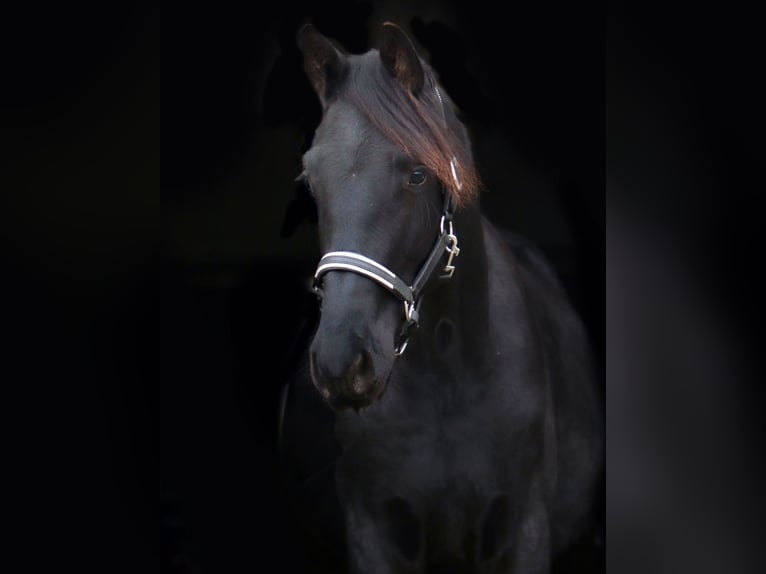 Trakehner Semental 2 años 170 cm Negro in Hüttenberg