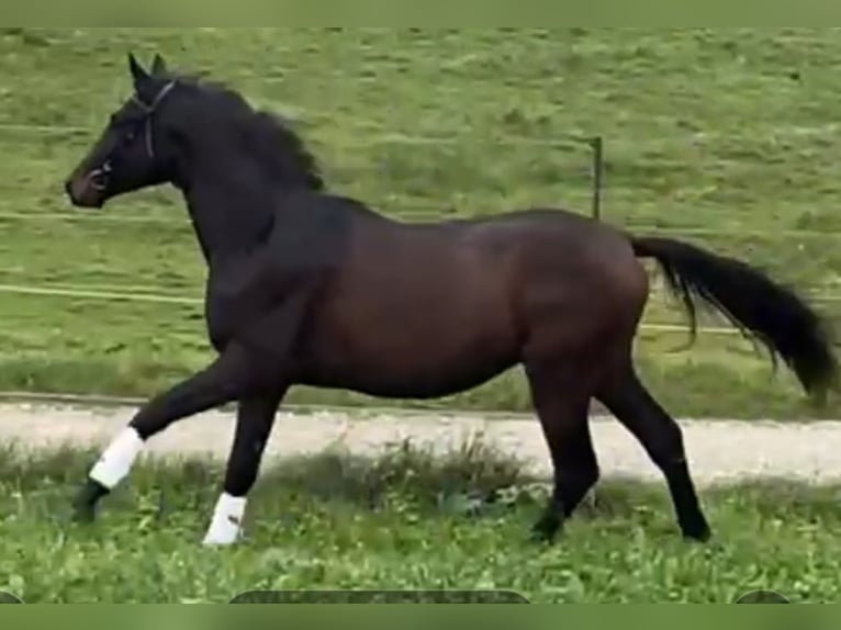 Trakehner Semental 2 años 172 cm Castaño oscuro in Adelsried