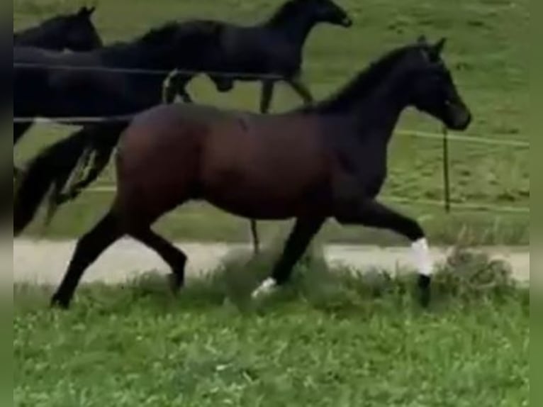 Trakehner Semental 2 años 172 cm Castaño oscuro in Adelsried