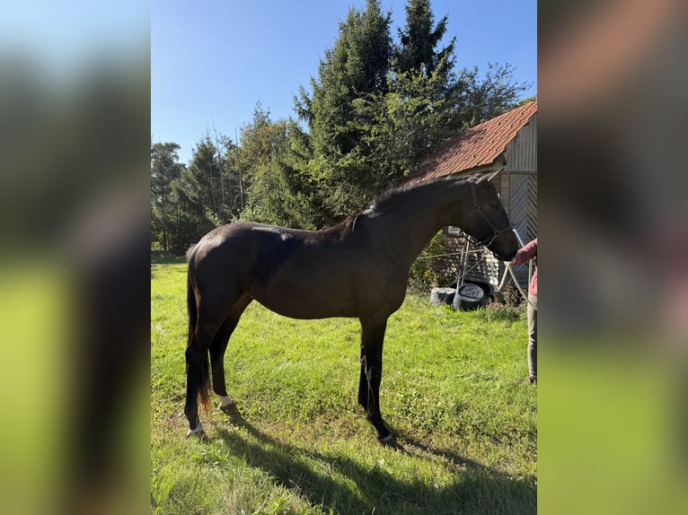 Trakehner Semental 2 años 175 cm Castaño oscuro in Bremen