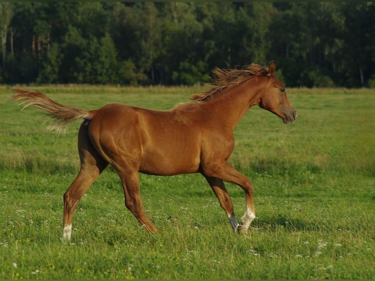 Trakehner Semental 2 años Alazán in linn