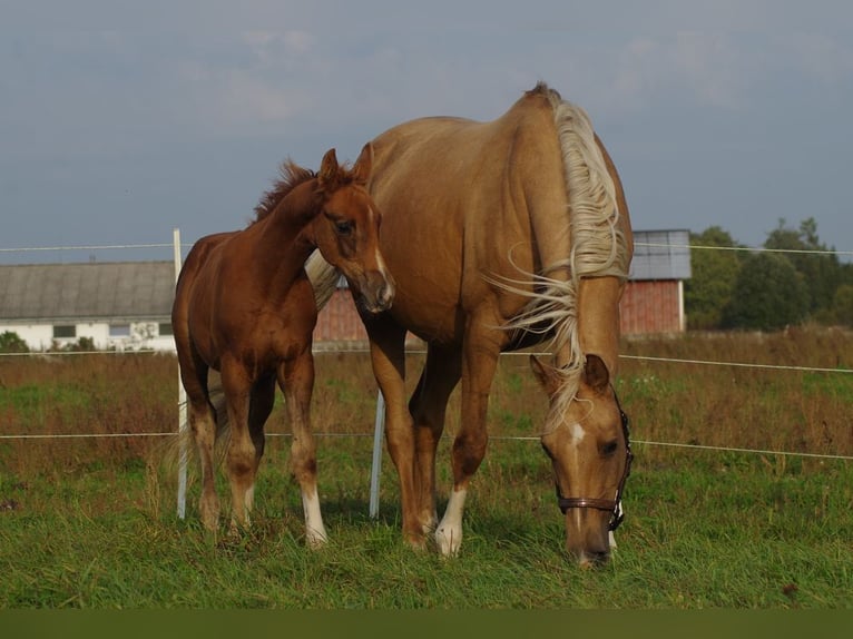Trakehner Semental 2 años Alazán in linn