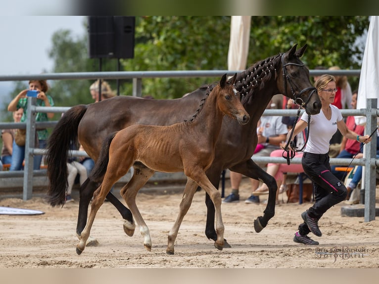 Trakehner Semental 2 años Castaño in Bad Soden-Salmünster