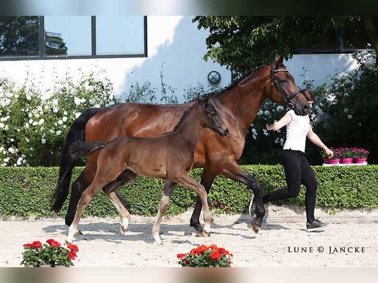 Trakehner Semental 2 años Castaño oscuro in Rheinberg