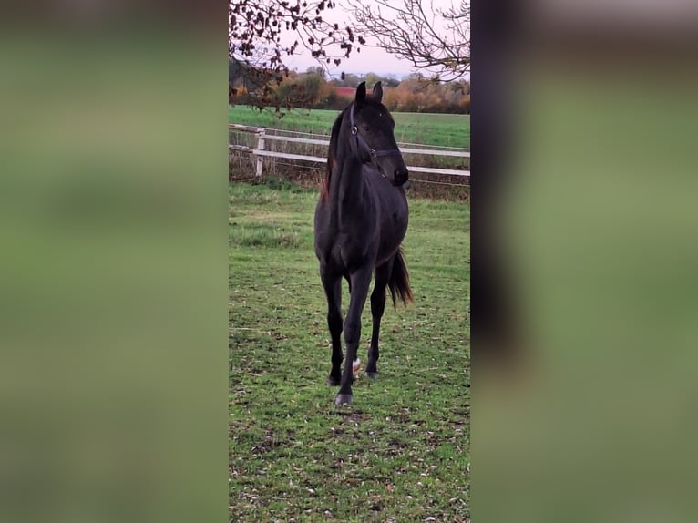 Trakehner Semental 2 años Morcillo in Burow