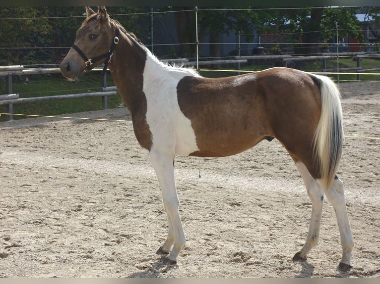 Trakehner Semental 2 años Pío in Linn