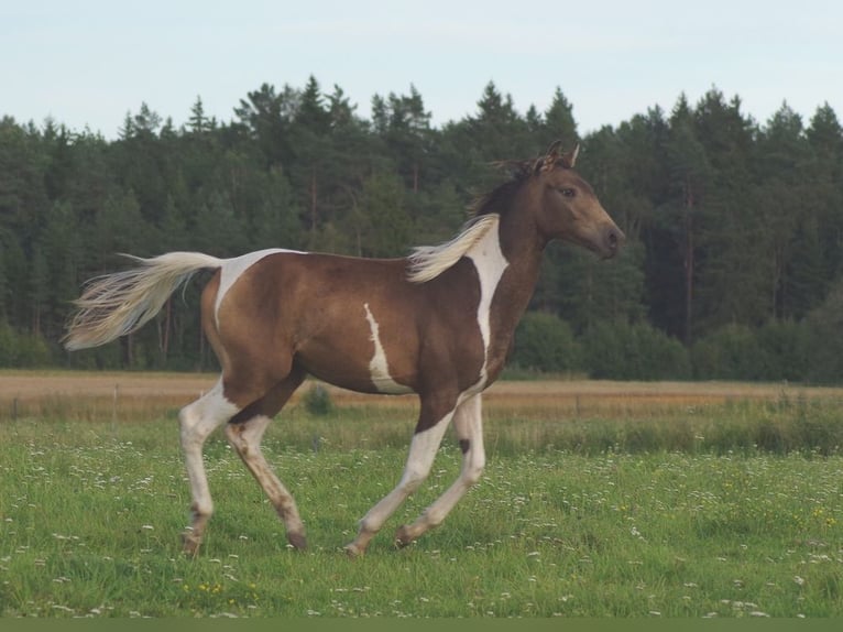 Trakehner Semental 2 años Pío in Linn