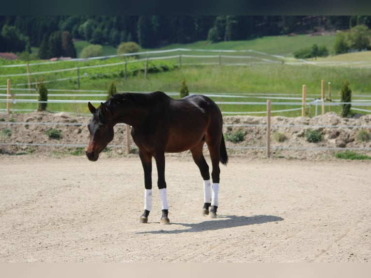 Trakehner Semental 3 años 157 cm Castaño in Straßwalchen