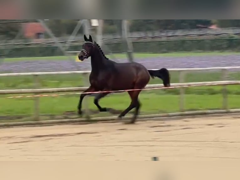 Trakehner Semental 3 años 166 cm Castaño in Wietzen