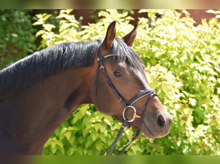 Trakehner Semental 3 años 168 cm Castaño in Suhlendorf