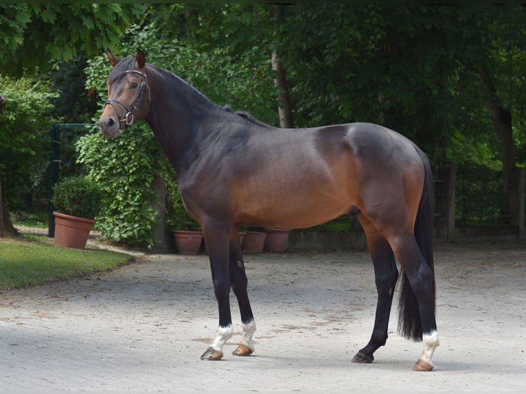 Trakehner Semental 3 años 168 cm Castaño in Suhlendorf