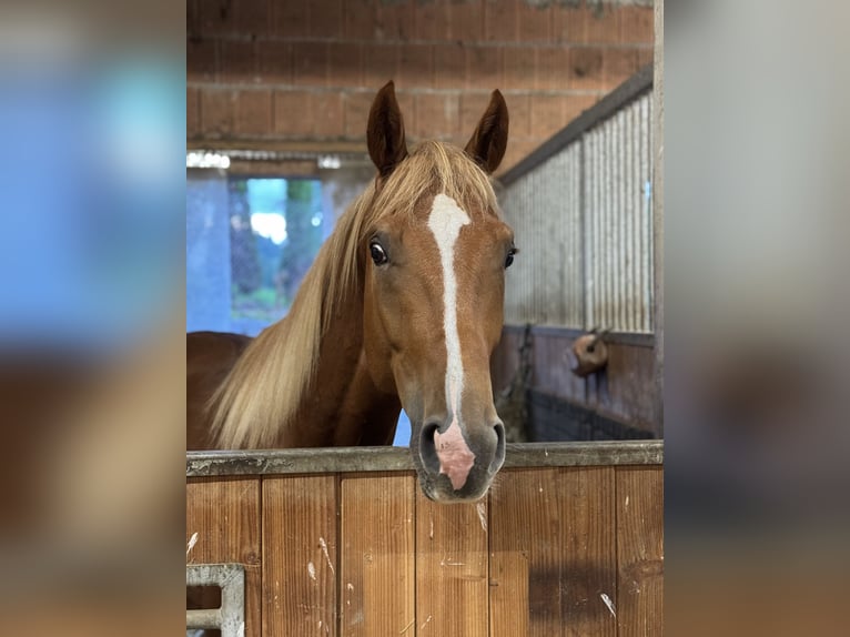 Trakehner Semental 3 años 170 cm Alazán in Rohrbach