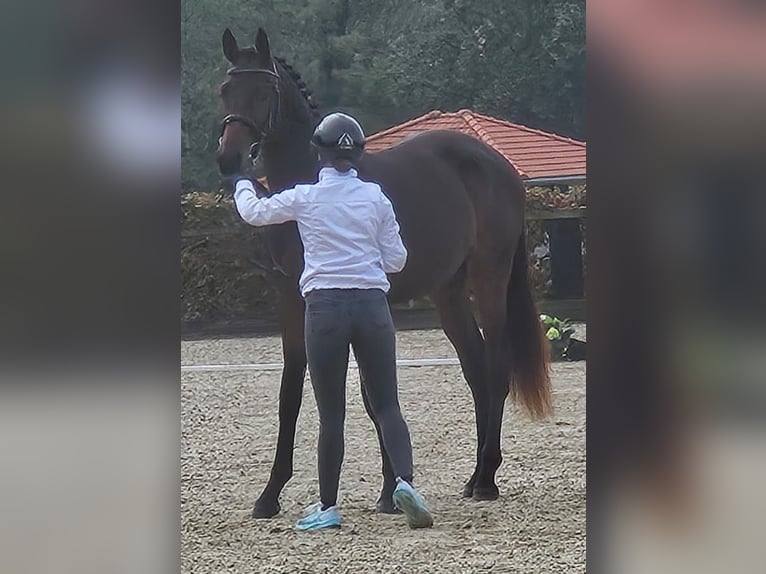Trakehner Semental 3 años 170 cm Castaño oscuro in Adelsried