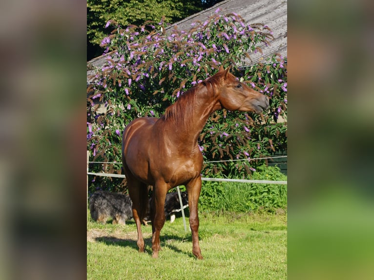 Trakehner Semental 3 años Alazán in Klein Wittensee