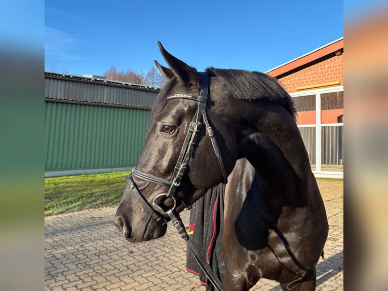 Trakehner Semental 4 años 165 cm Negro in Suhlendorf