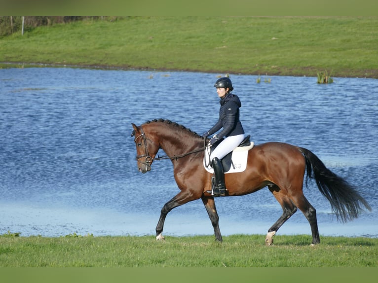 Trakehner Semental 4 años 169 cm Castaño in Ganschow