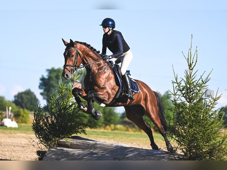 Trakehner Semental 4 años 170 cm Castaño in Freren