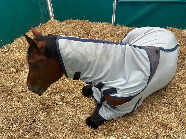 Trakehner Semental 4 años 170 cm Castaño in Freren
