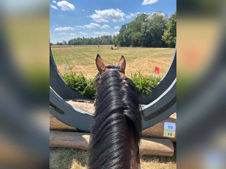 Trakehner Semental 4 años 170 cm Castaño in Freren