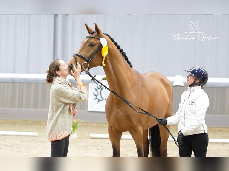 Trakehner Semental 4 años 170 cm Castaño in Freren