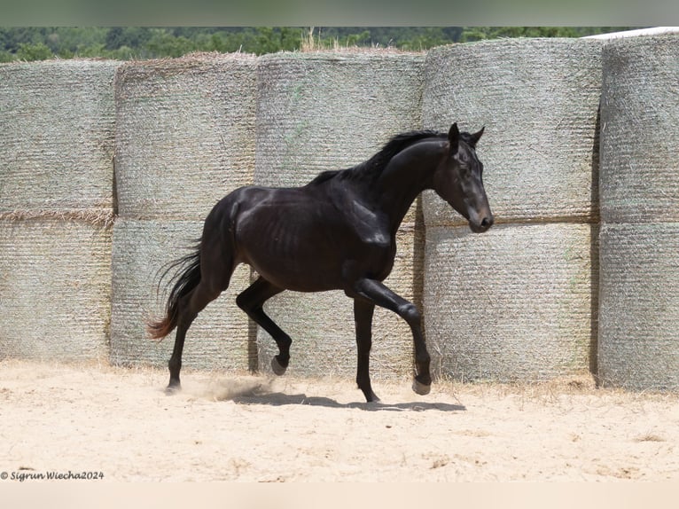 Trakehner Semental 4 años 170 cm Morcillo in Aytos