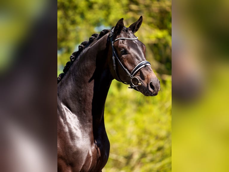 Trakehner Semental 4 años 172 cm Morcillo in Dätgen