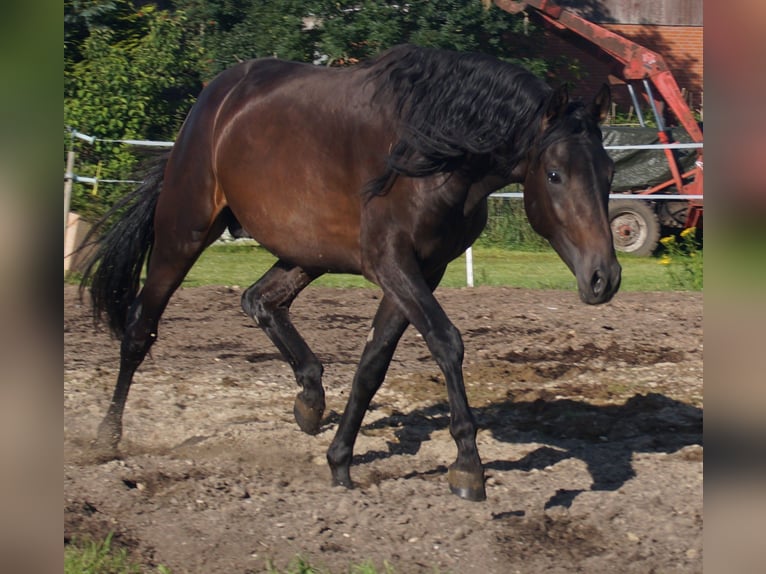 Trakehner Semental 4 años Castaño oscuro in Klein Wittensee