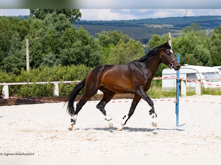 Trakehner Semental 5 años 165 cm Castaño oscuro in Опицвет / Opicvet