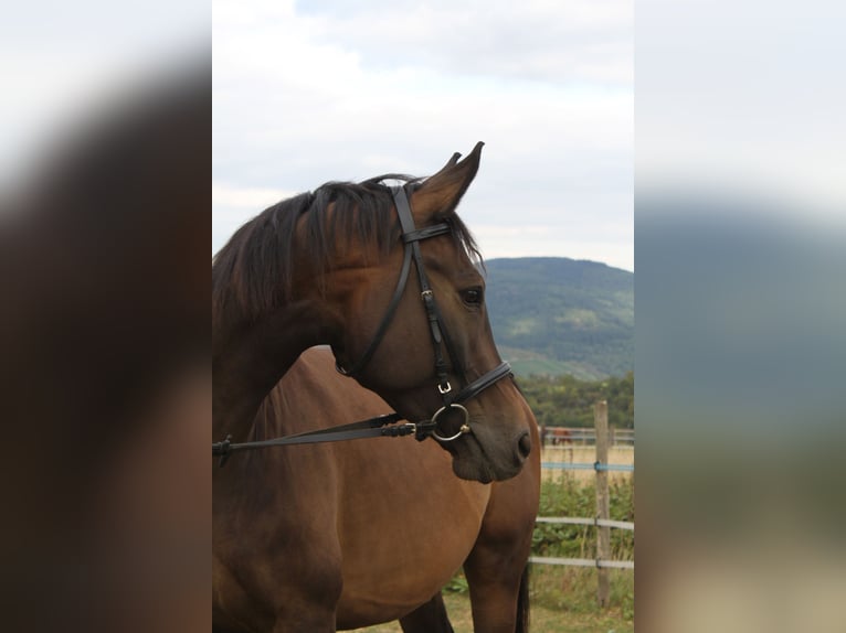 Trakehner Semental 6 años 165 cm Castaño in Weisel