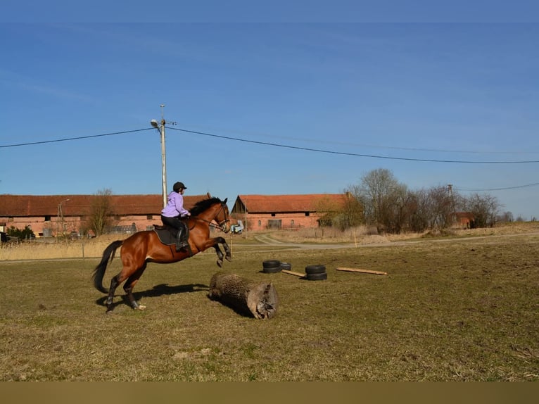 Trakehner Semental 7 años 165 cm Castaño rojizo in Nalikajmy