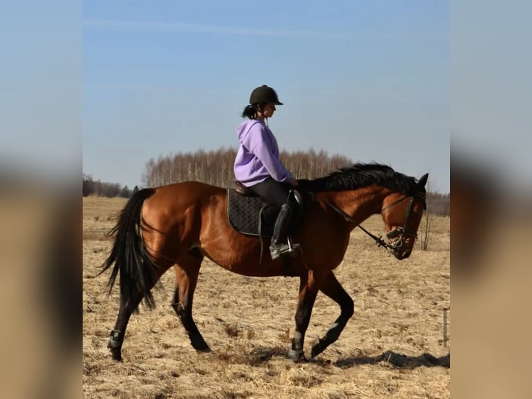 Trakehner Semental 7 años 165 cm Castaño rojizo in Nalikajmy