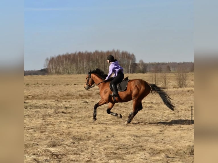 Trakehner Semental 7 años 165 cm Castaño rojizo in Nalikajmy