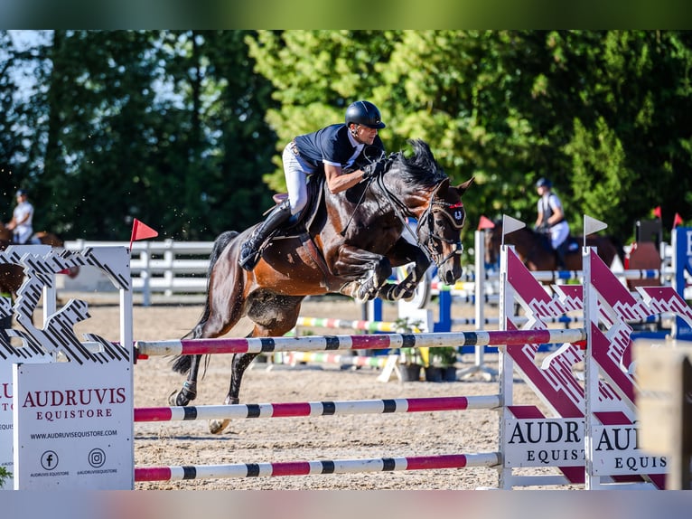 Trakehner Semental 7 años 168 cm Castaño rojizo in Pagegiu sav.