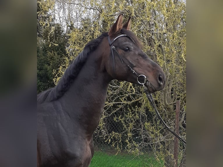 Trakehner Semental 8 años 165 cm Castaño oscuro in Atzendorf