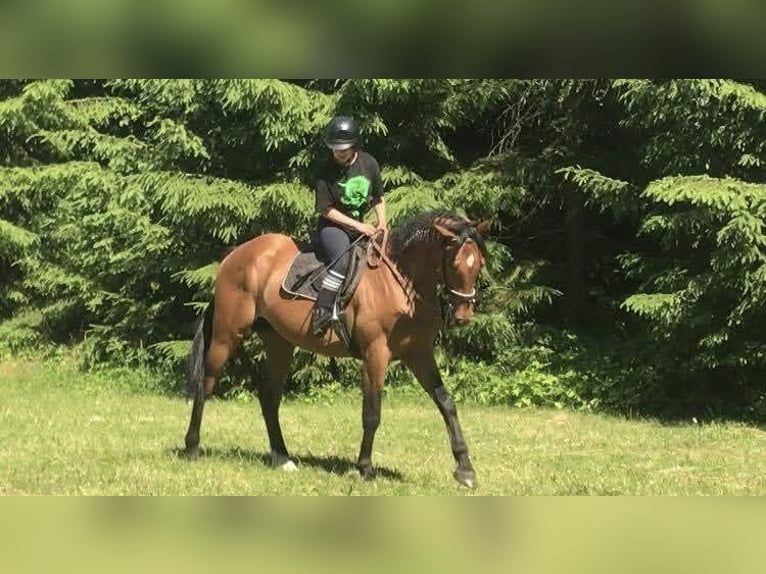 Trakehner Semental 8 años 165 cm Castaño rojizo in Nalikajmy