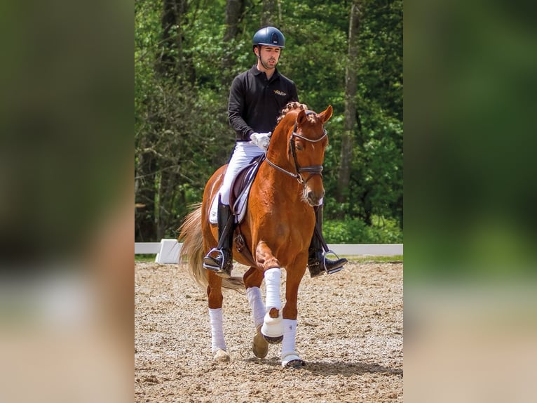 Trakehner Semental Alazán-tostado in Wolfhagen