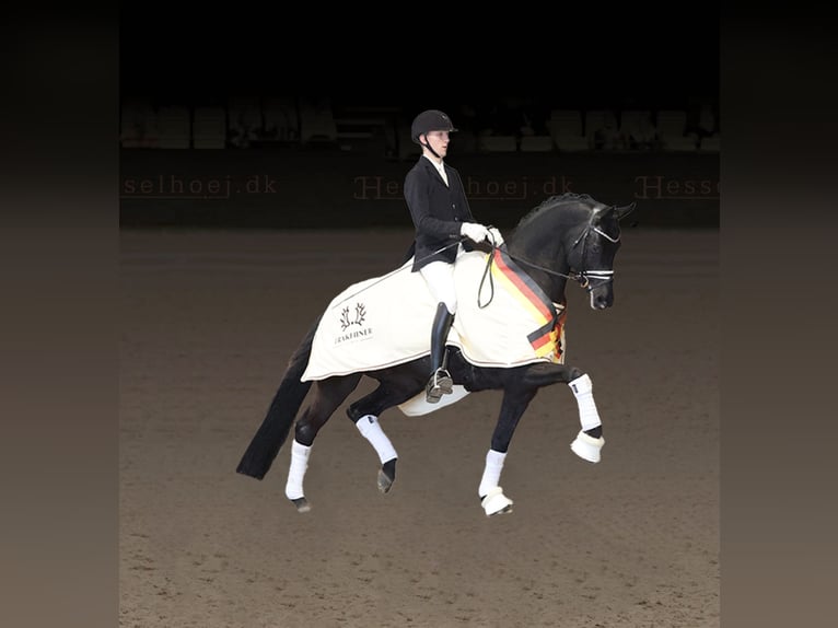 Trakehner Semental in Asperup
