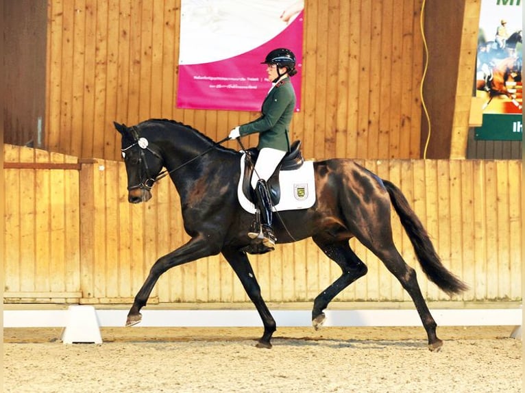 Trakehner Semental Morcillo in Moritzburg