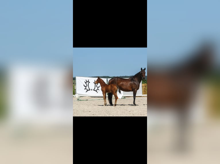 Trakehner Semental Potro (04/2026) 165 cm Castaño in Puderbach