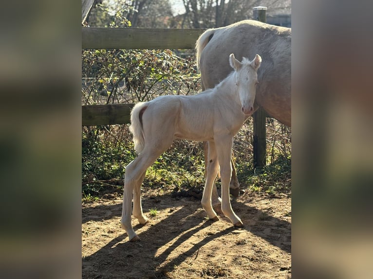 Trakehner Semental Potro (01/2026) 166 cm Cremello in Duvennest